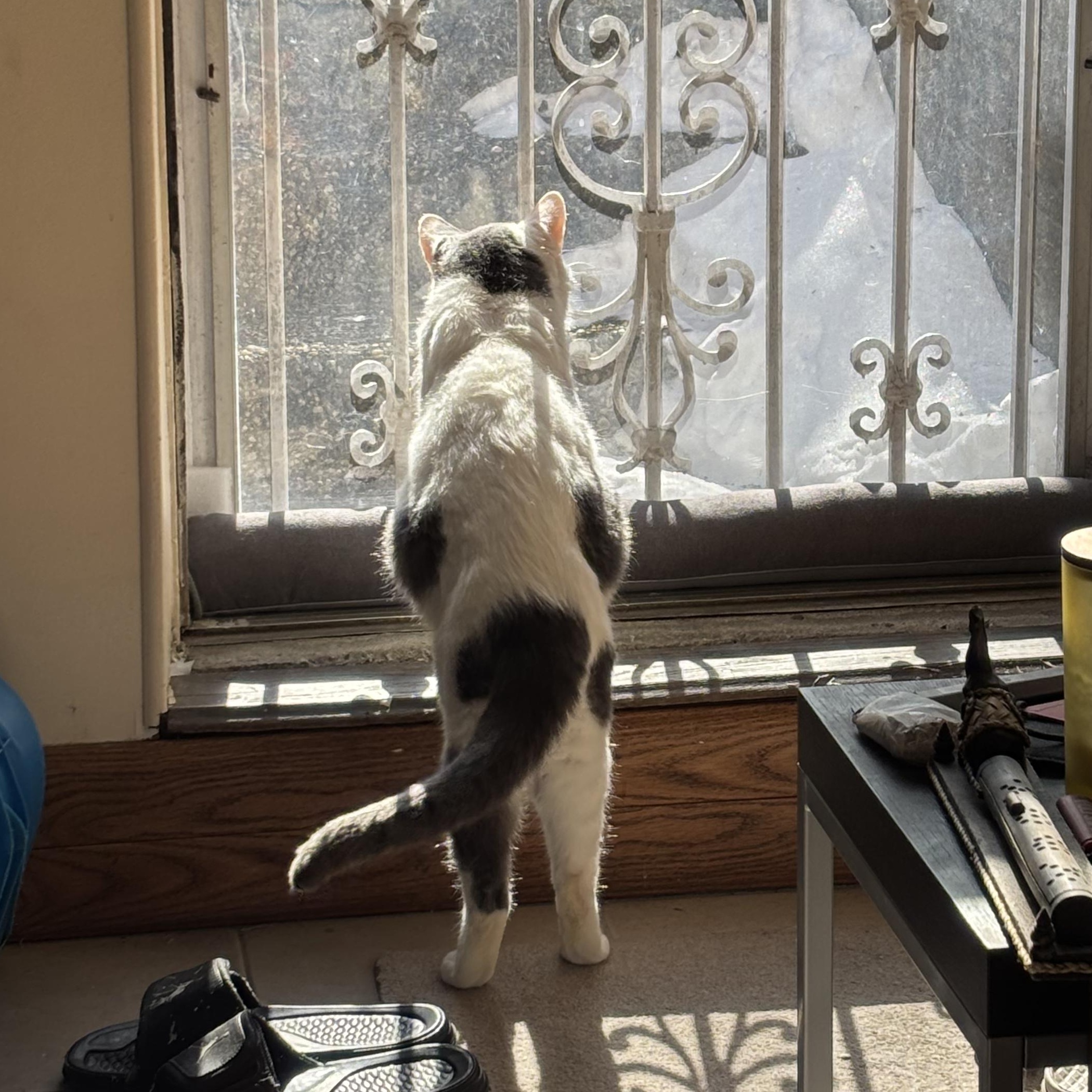 Enlarge Stuffing, a ADOPTABLE Domestic Short Hair in Flushing, NY image 5/6