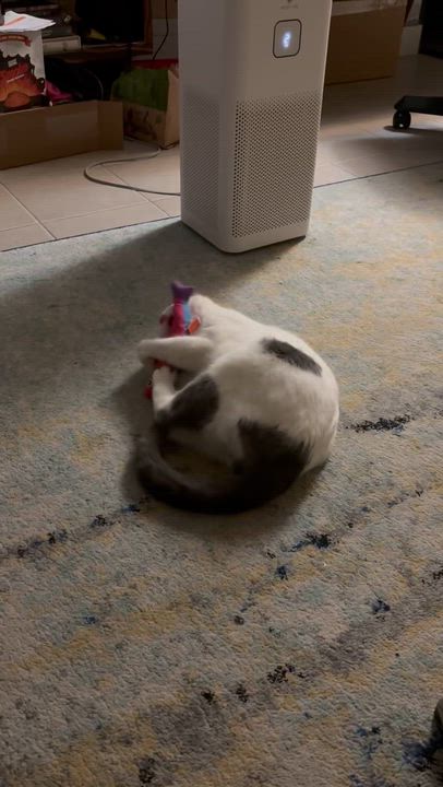 Enlarge Stuffing, a ADOPTABLE Domestic Short Hair in Flushing, NY video 6/6