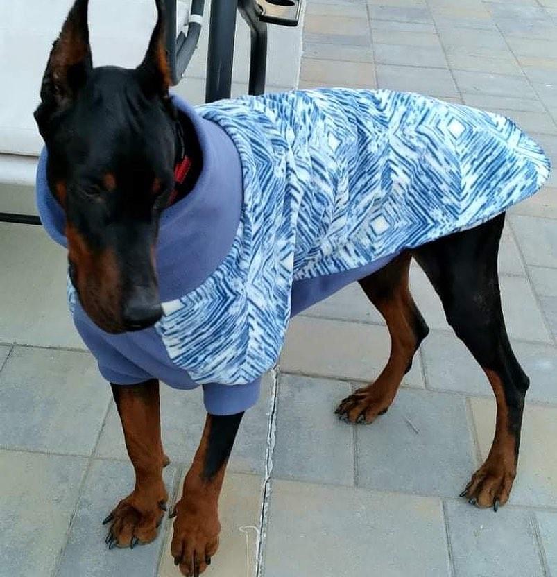 Enlarge Ozzy, a Adopted Doberman Pinscher in Denver, CO image 3/6