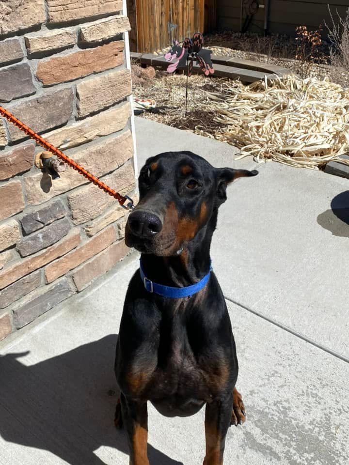 Enlarge Ozzy, a Adopted Doberman Pinscher in Denver, CO image 4/6