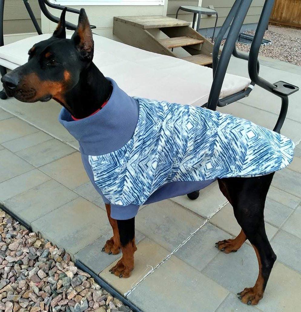 Enlarge Ozzy, a Adopted Doberman Pinscher in Denver, CO image 5/6