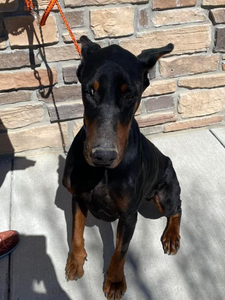 Enlarge Ozzy, a Adopted Doberman Pinscher in Denver, CO image 6/6