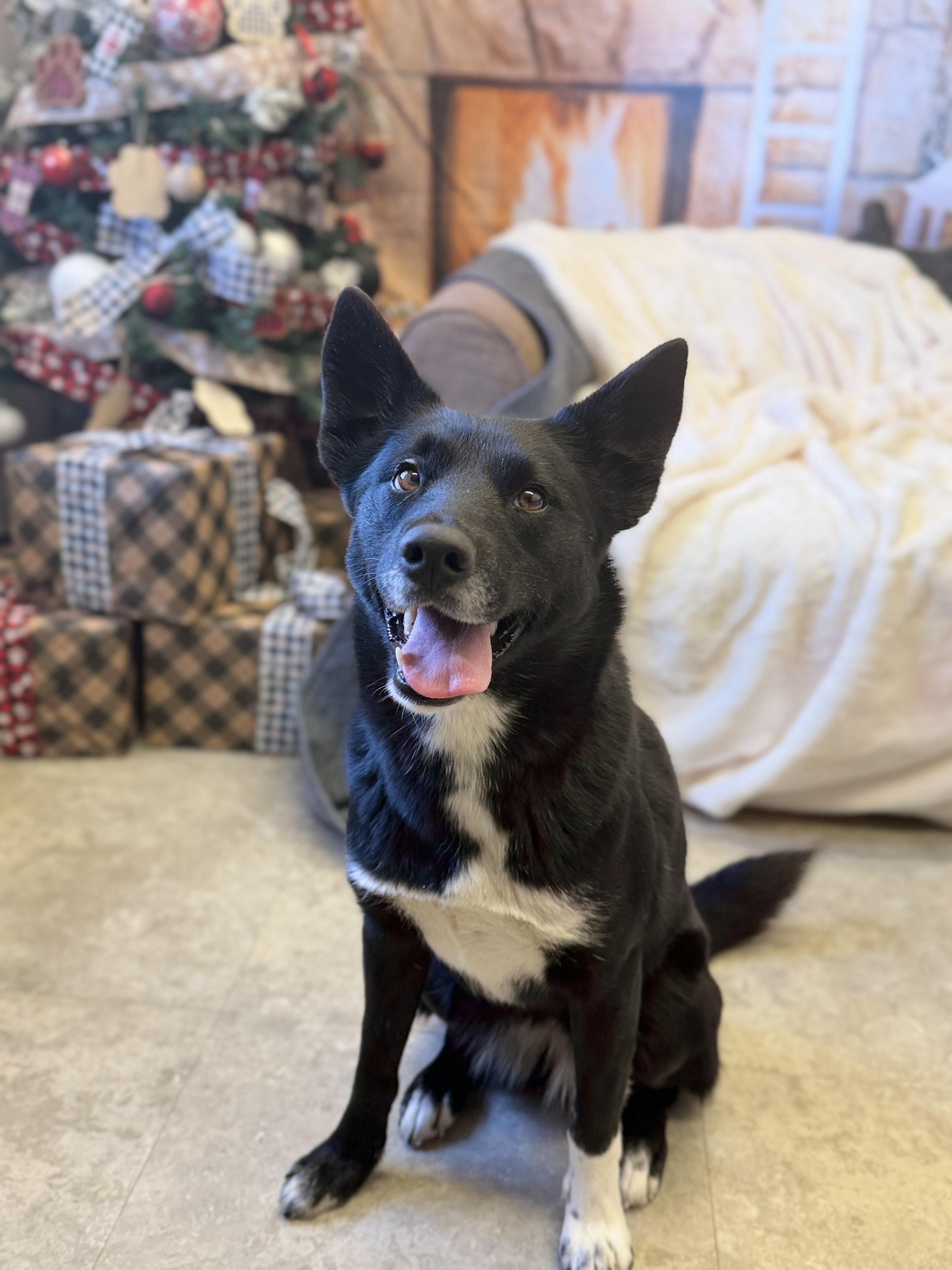 Enlarge Iris, a ADOPTABLE mixed breed in Millersburg, OH image 2/3