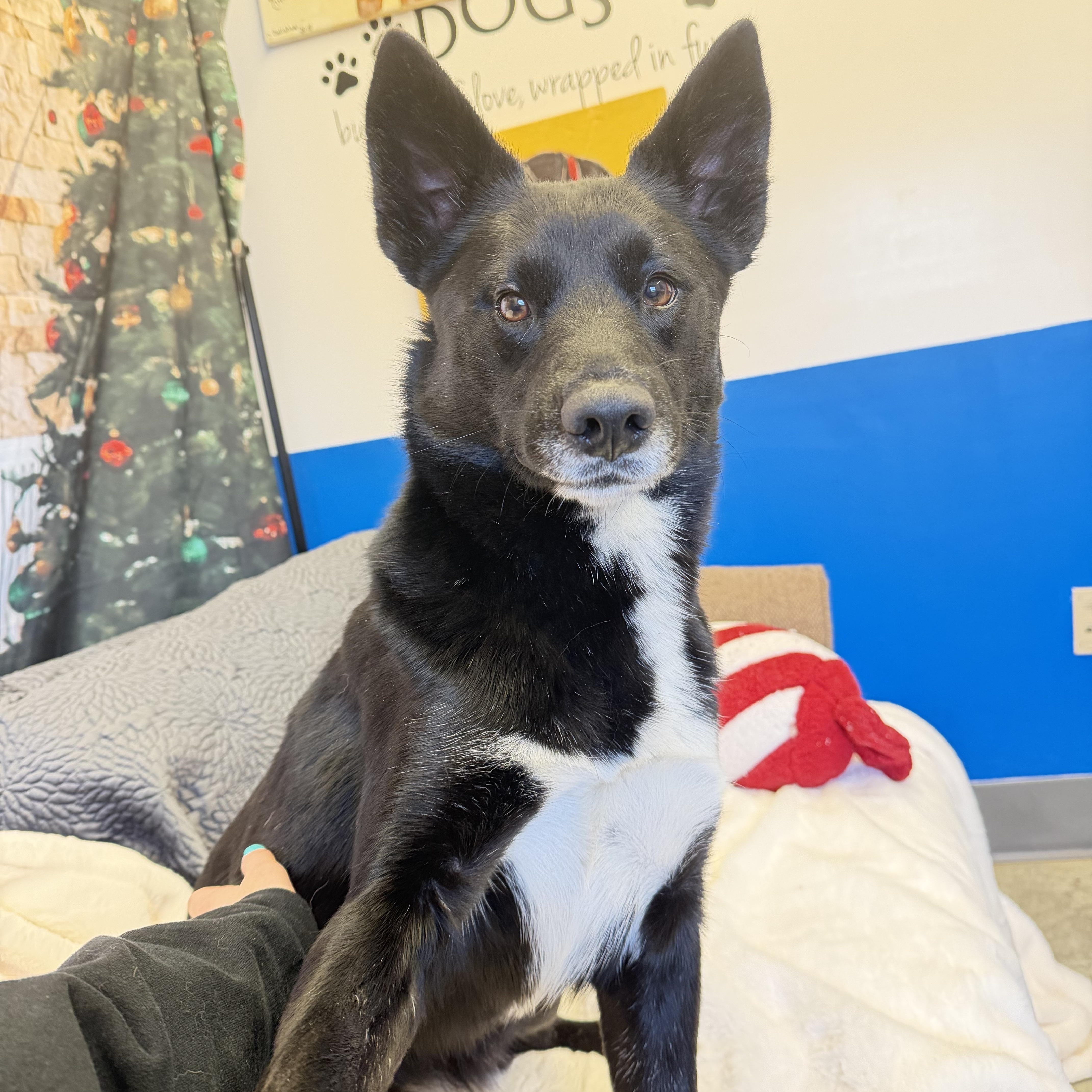 Enlarge Iris, a ADOPTABLE mixed breed in Millersburg, OH image 3/3