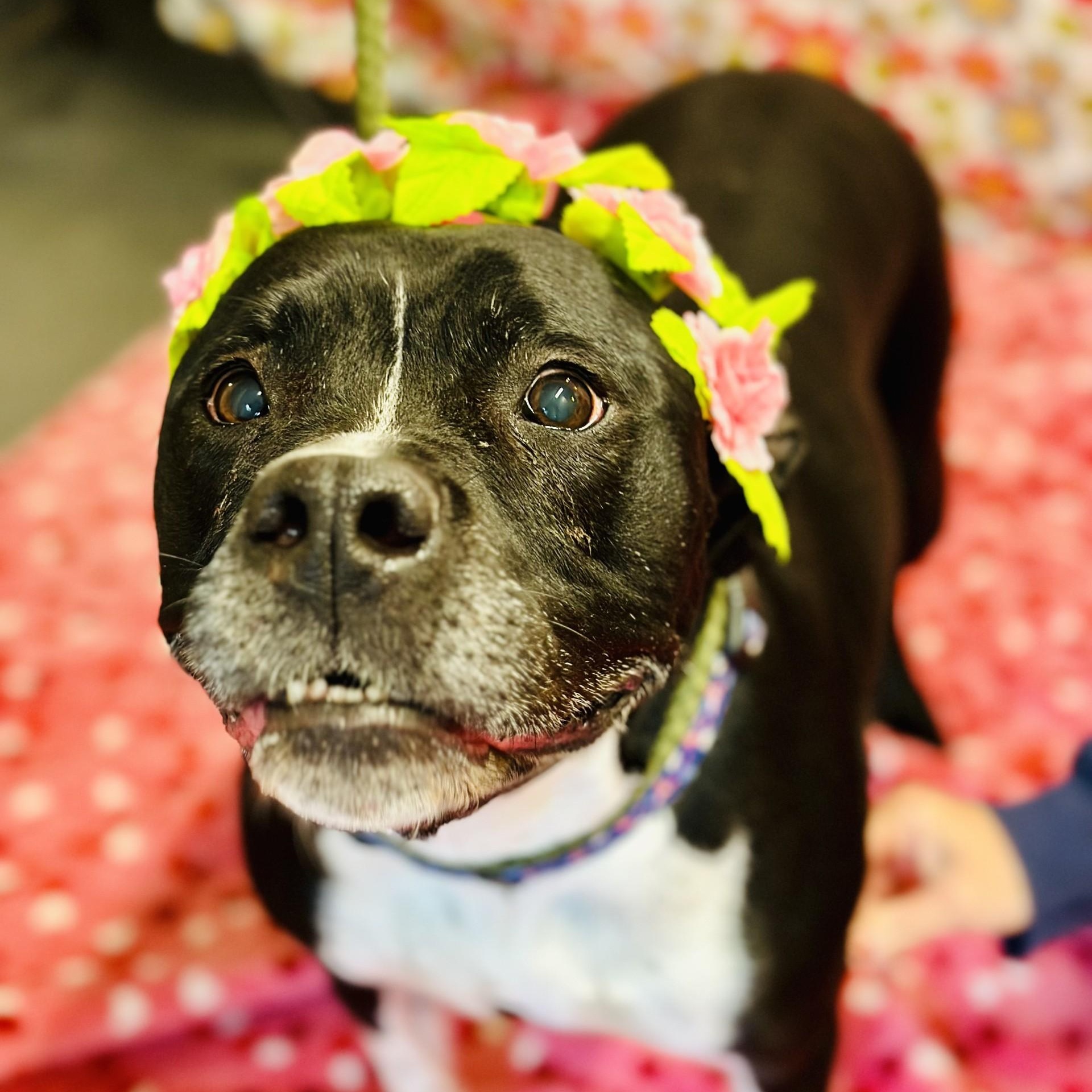 Nala, a ADOPTABLE Pit Bull Terrier in Jackson, NJ image 3/3