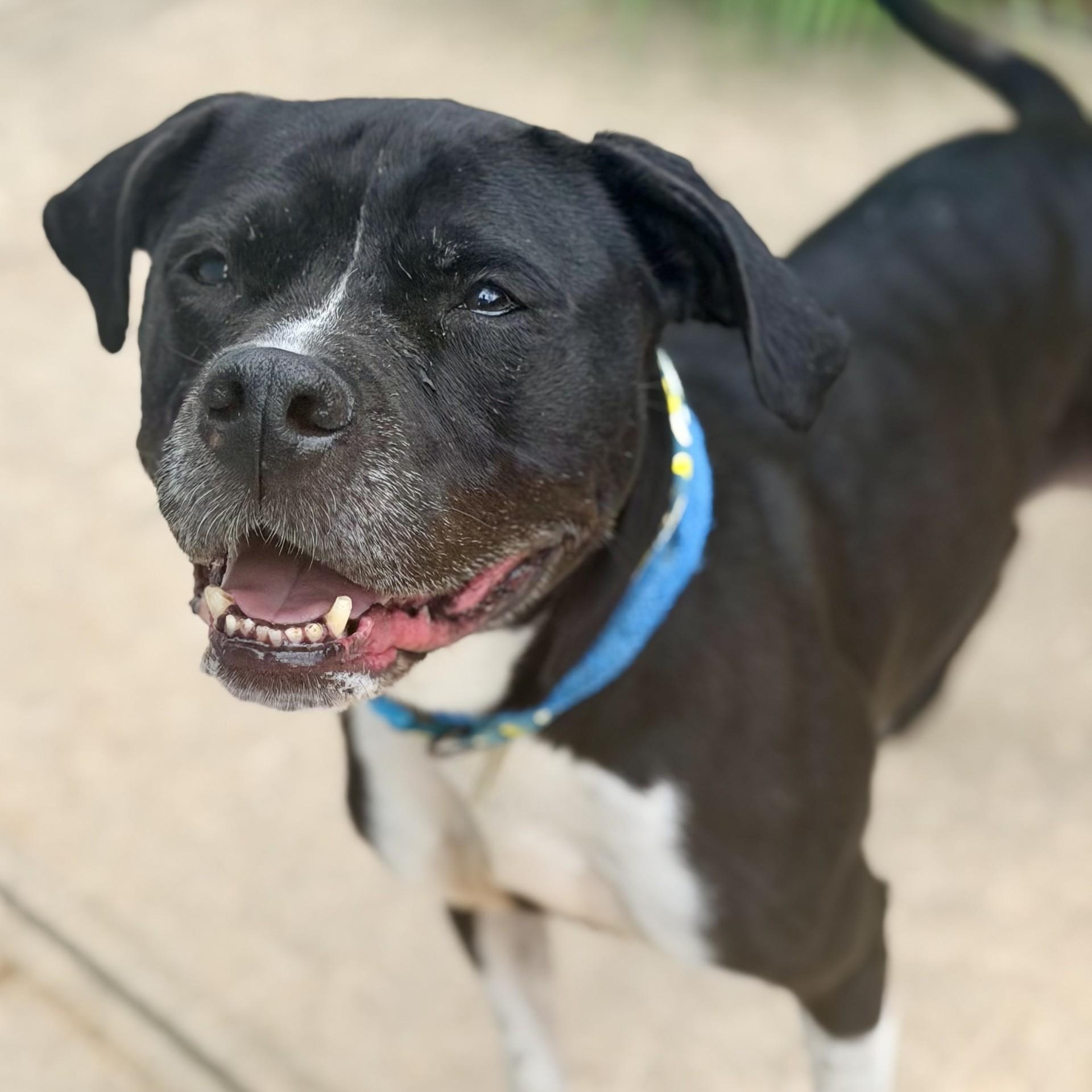 Nala, ADOPTABLE, Senior Female Pit Bull Terrier.
