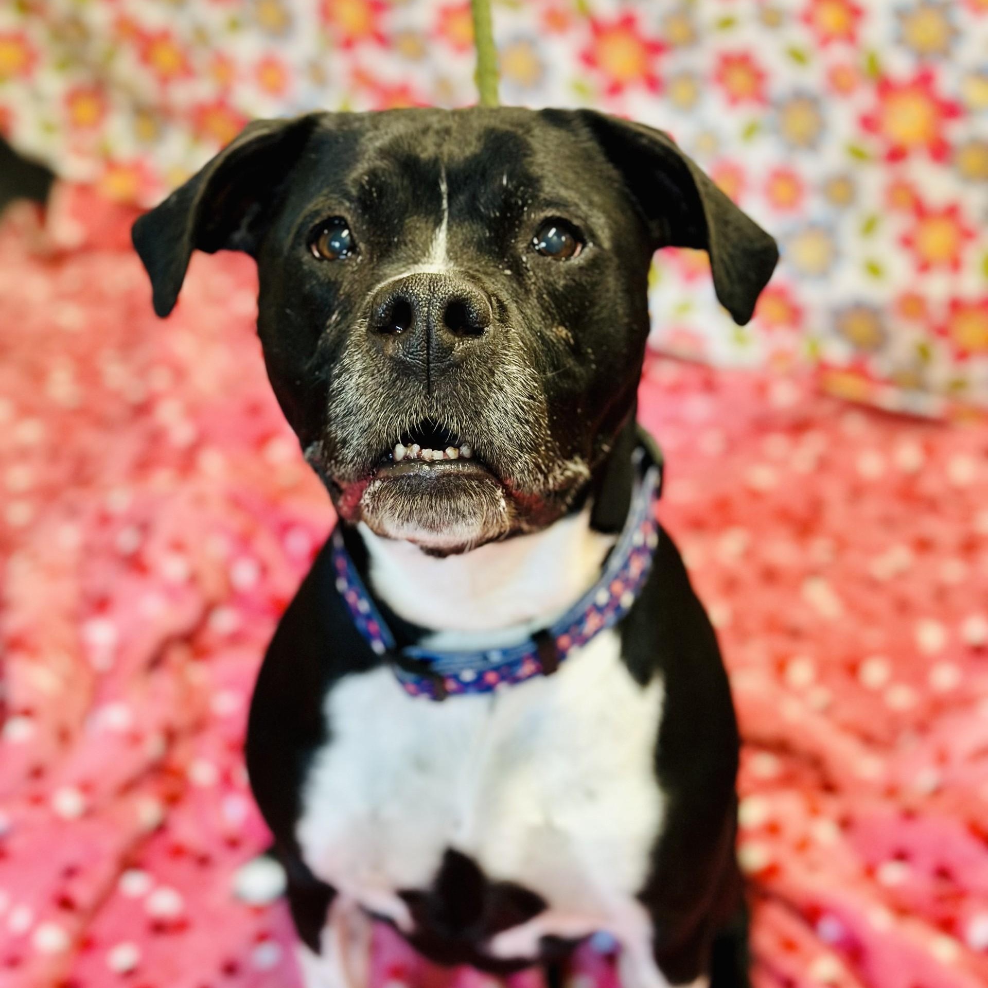 Nala, a ADOPTABLE Pit Bull Terrier in Jackson, NJ image 1/3