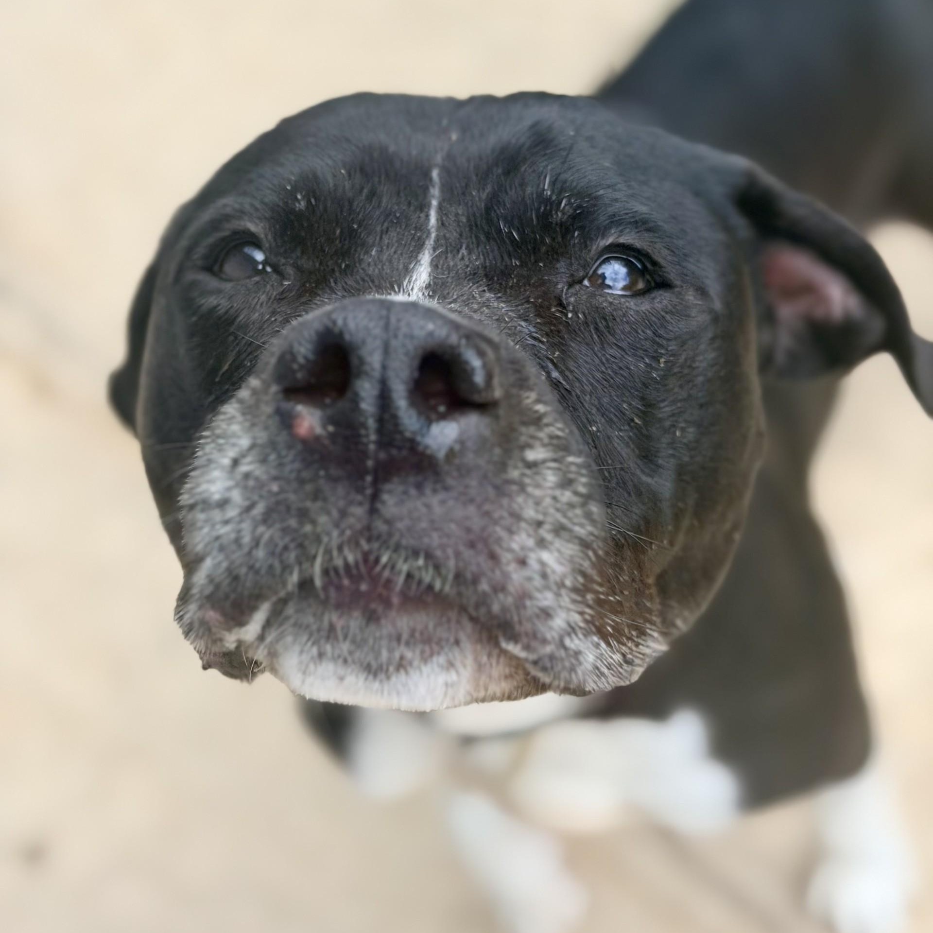Enlarge Nala, a ADOPTABLE Pit Bull Terrier in Jackson, NJ image 2/6
