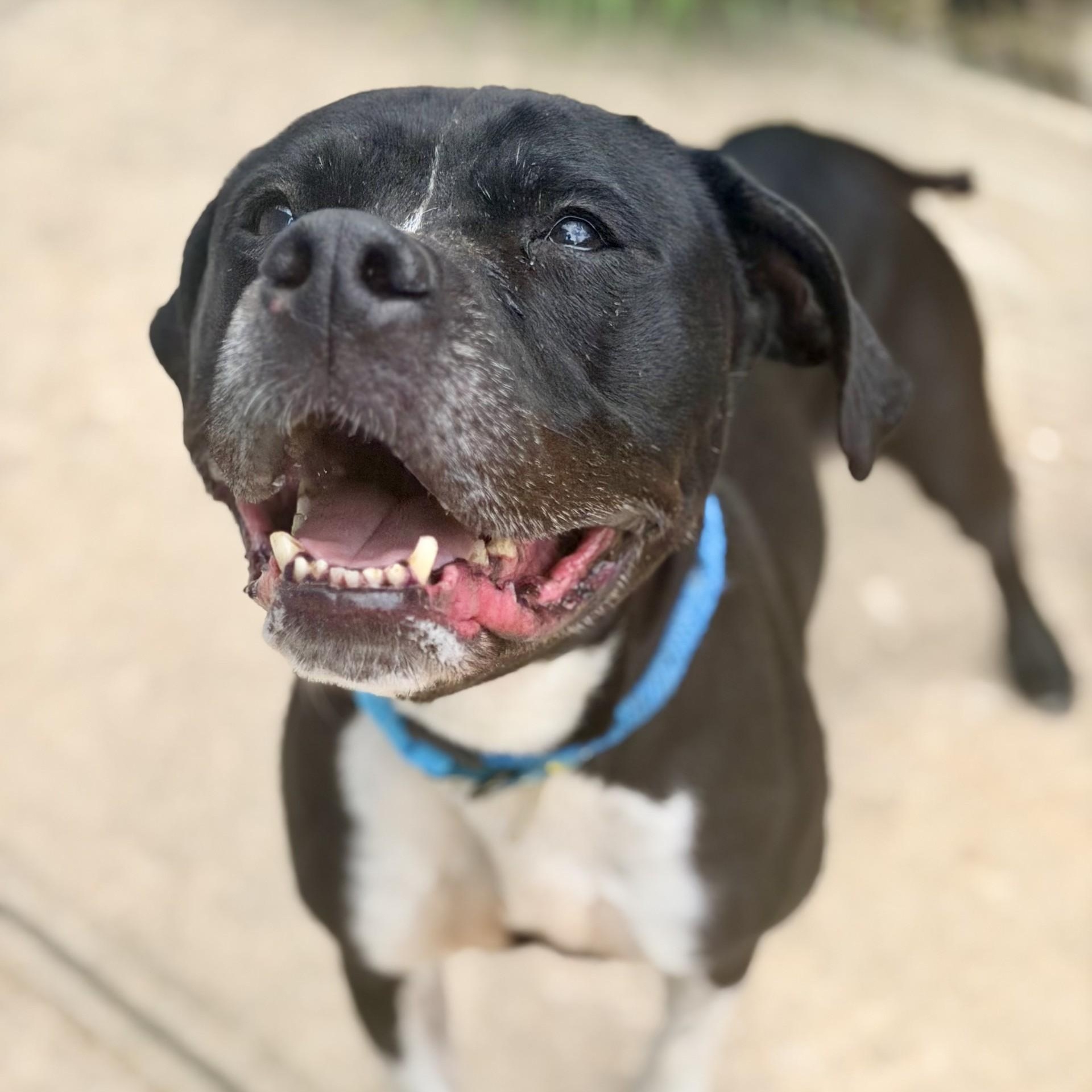 Enlarge Nala, a ADOPTABLE Pit Bull Terrier in Jackson, NJ image 6/6