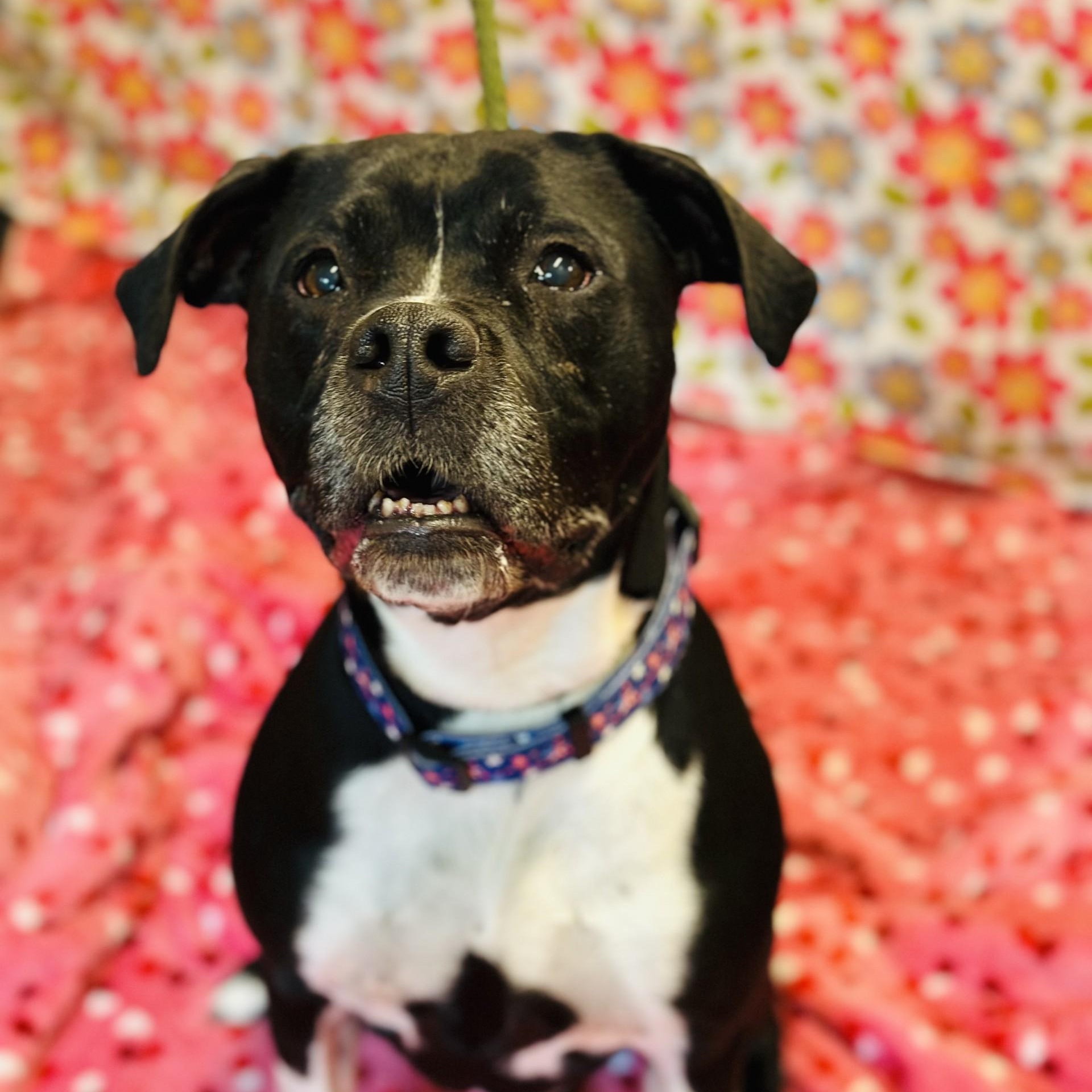 Nala, a ADOPTABLE Pit Bull Terrier in Jackson, NJ image 2/3