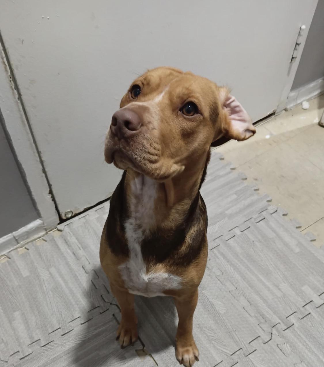 Brownie, Adoptable, Young Female Beagle.
