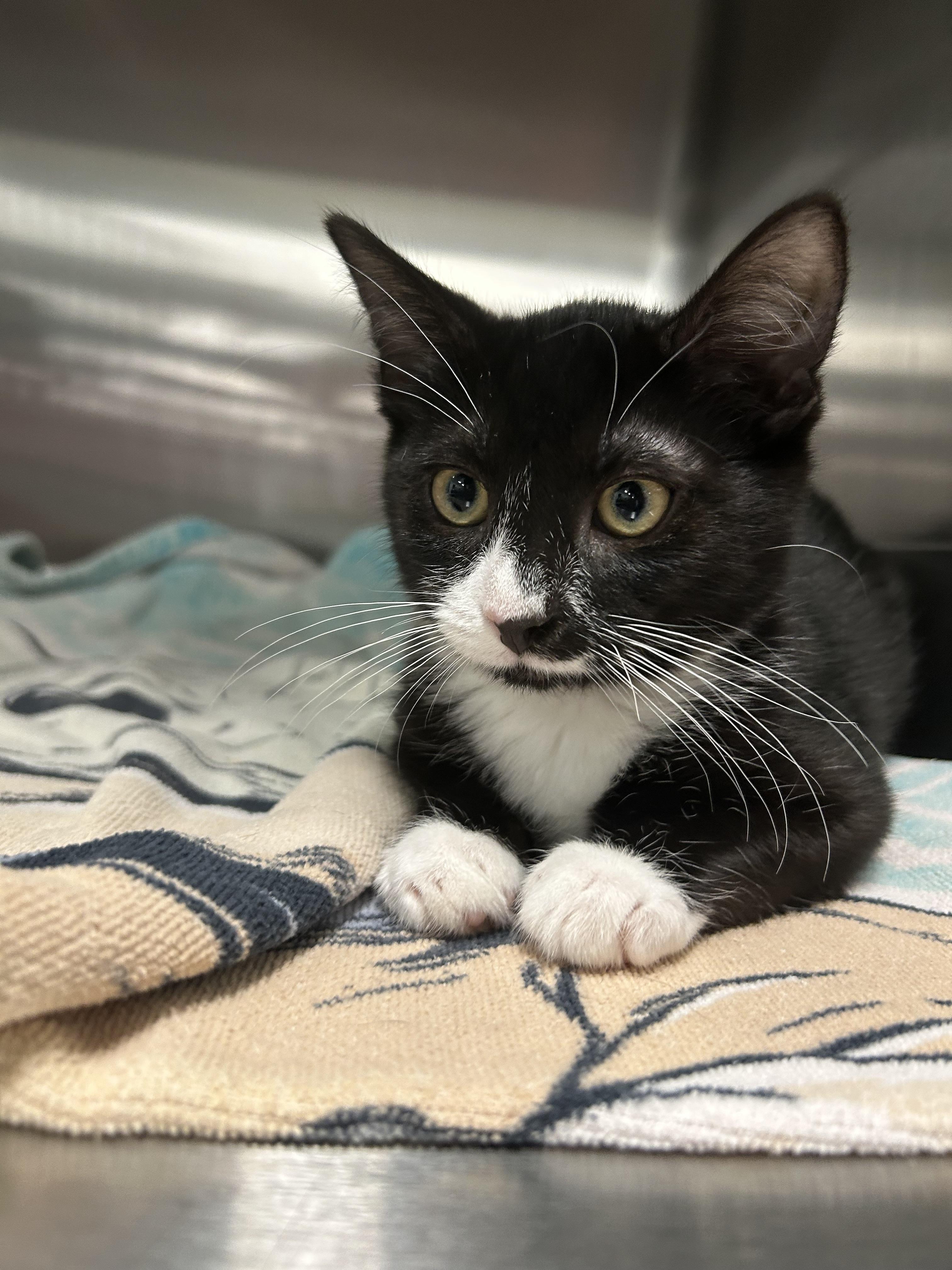 Enlarge Appa, a Adoptable Domestic Short Hair in Chico, CA image 1/1