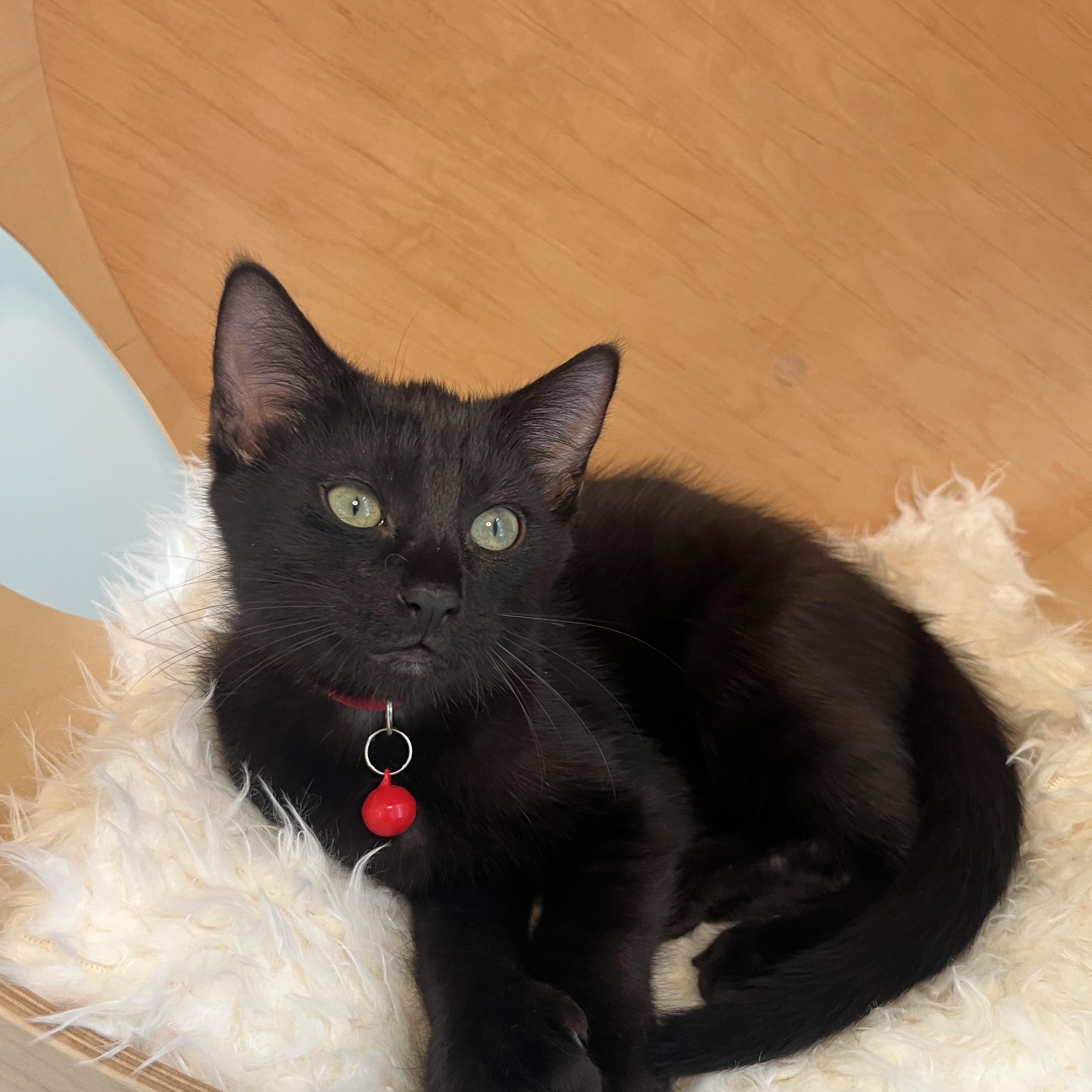 Enlarge Spider, a ADOPTABLE American Shorthair in Alexandria, VA image 3/3