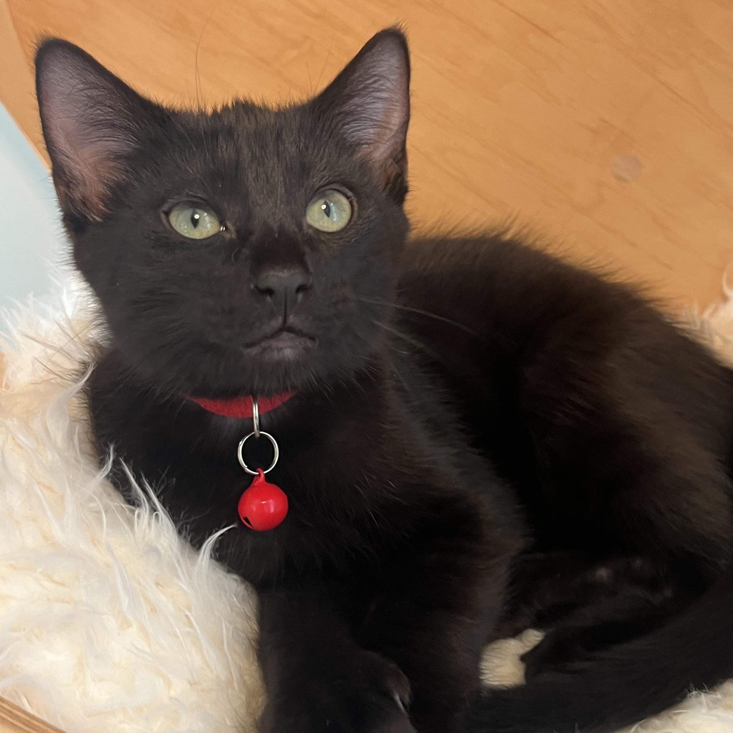 Enlarge Spider, a ADOPTABLE American Shorthair in Alexandria, VA image 1/3
