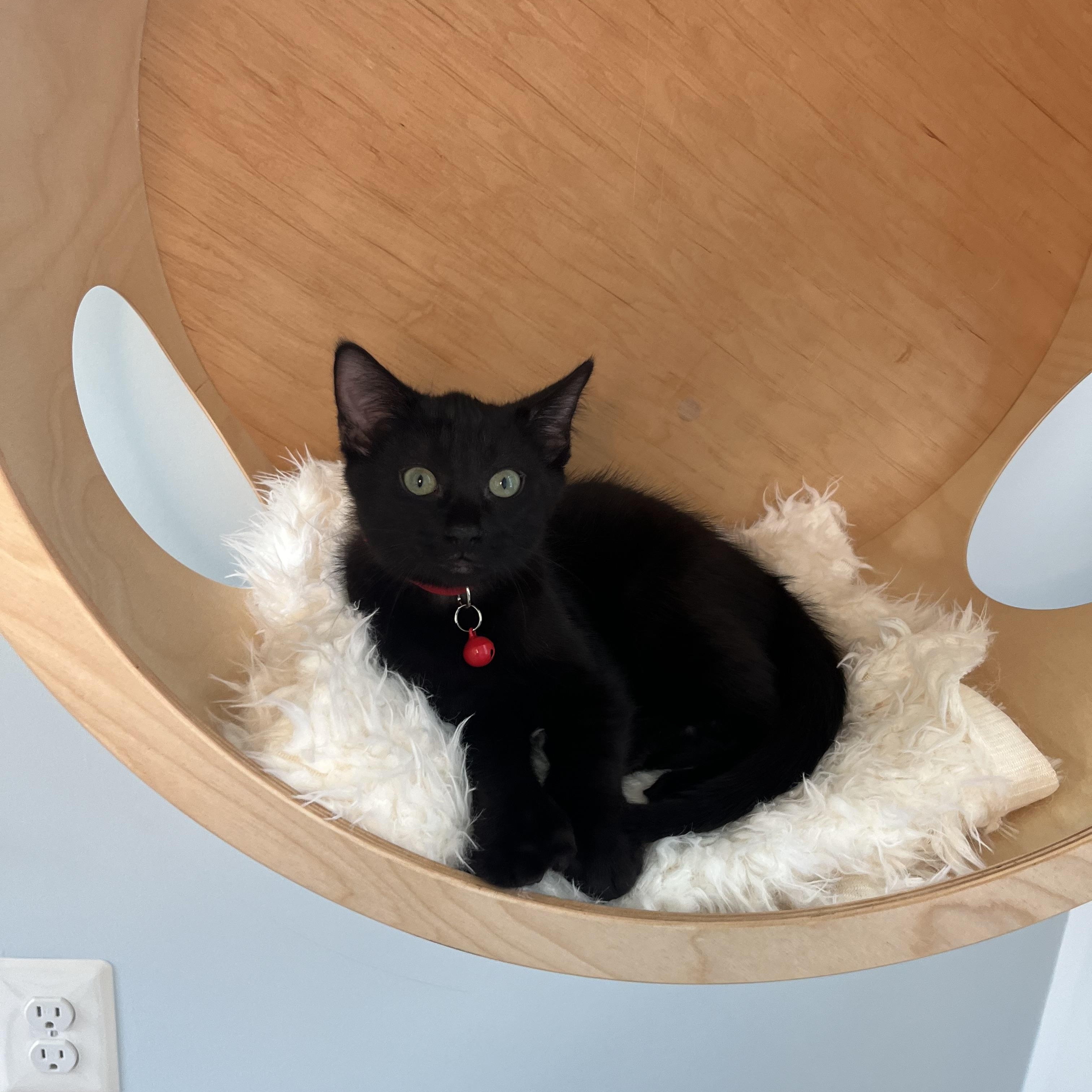 Enlarge Spider, a ADOPTABLE American Shorthair in Alexandria, VA image 2/3
