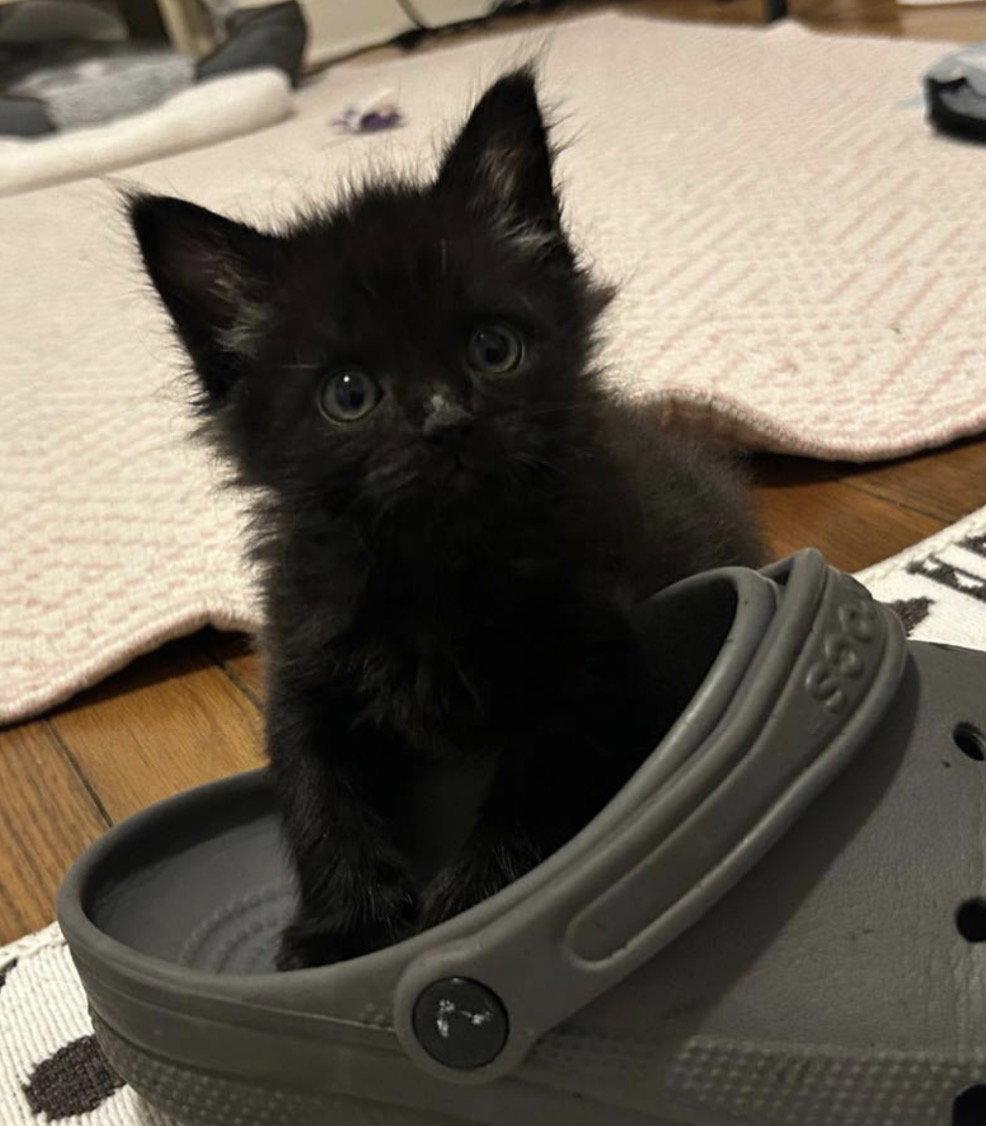 Puddle (In foster), Adoptable, Kitten Male Domestic Short Hair.