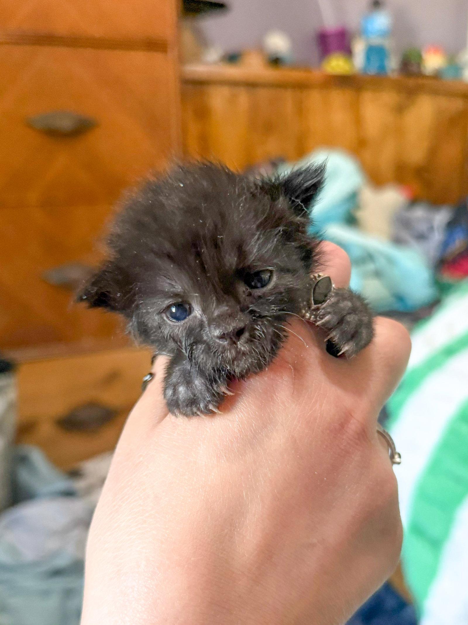 Puddle, Adoptable, Kitten Male Domestic Short Hair.