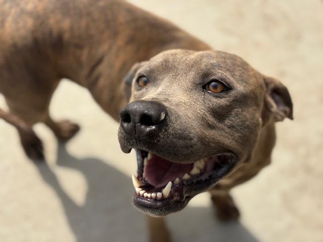 Enlarge SID, a Adoptable mixed breed in Tulsa, OK image 1/1