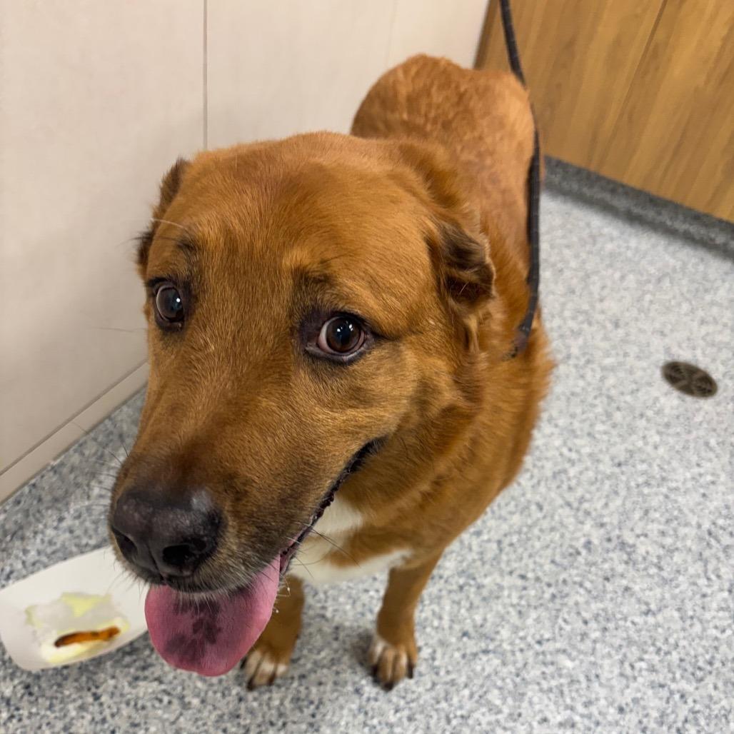 Lucky, Adoptable, Senior Female Great Pyrenees & Mixed Breed.