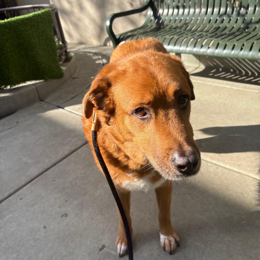 Enlarge Lucky, a Adoptable mixed breed in Chicago, IL image 2/5