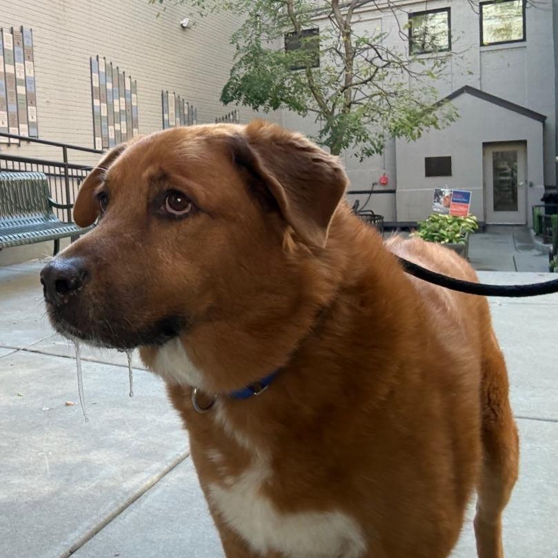 Enlarge Lucky, a Adoptable mixed breed in Chicago, IL image 3/5