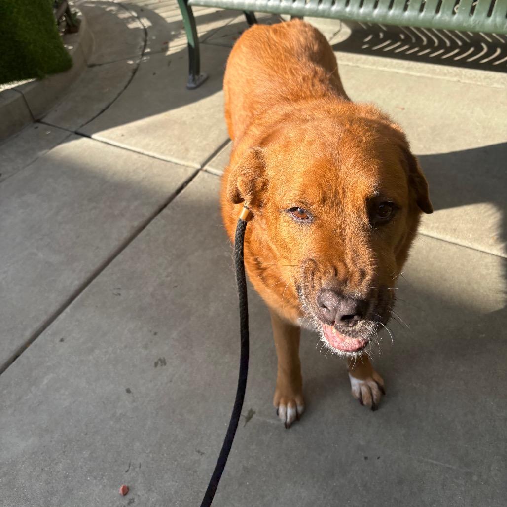 Enlarge Lucky, a Adoptable mixed breed in Chicago, IL image 4/5