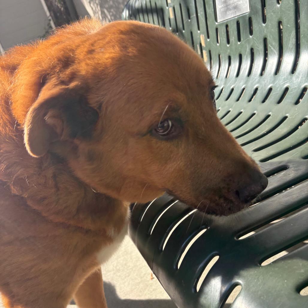 Enlarge Lucky, a Adoptable mixed breed in Chicago, IL image 5/5