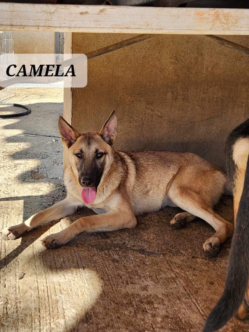 CAMELA, a Adoptable mixed breed in Villalba, PR image 2/3