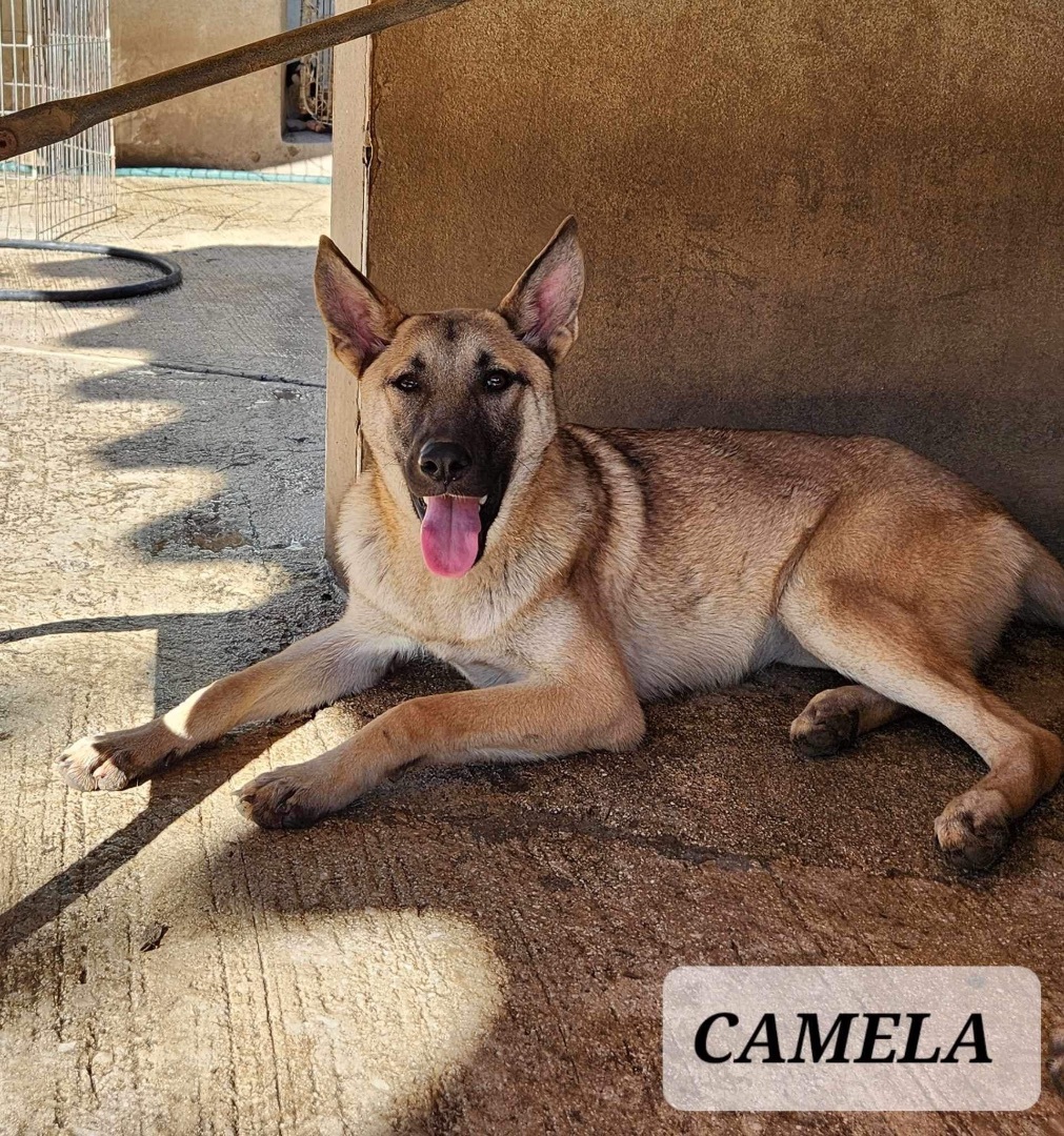 CAMELA photo 1