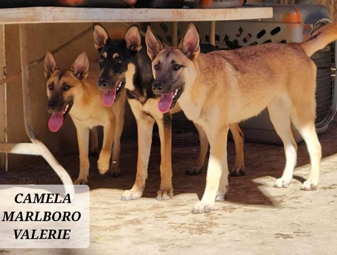 CAMELA, a Adoptable mixed breed in Villalba, PR image 3/3