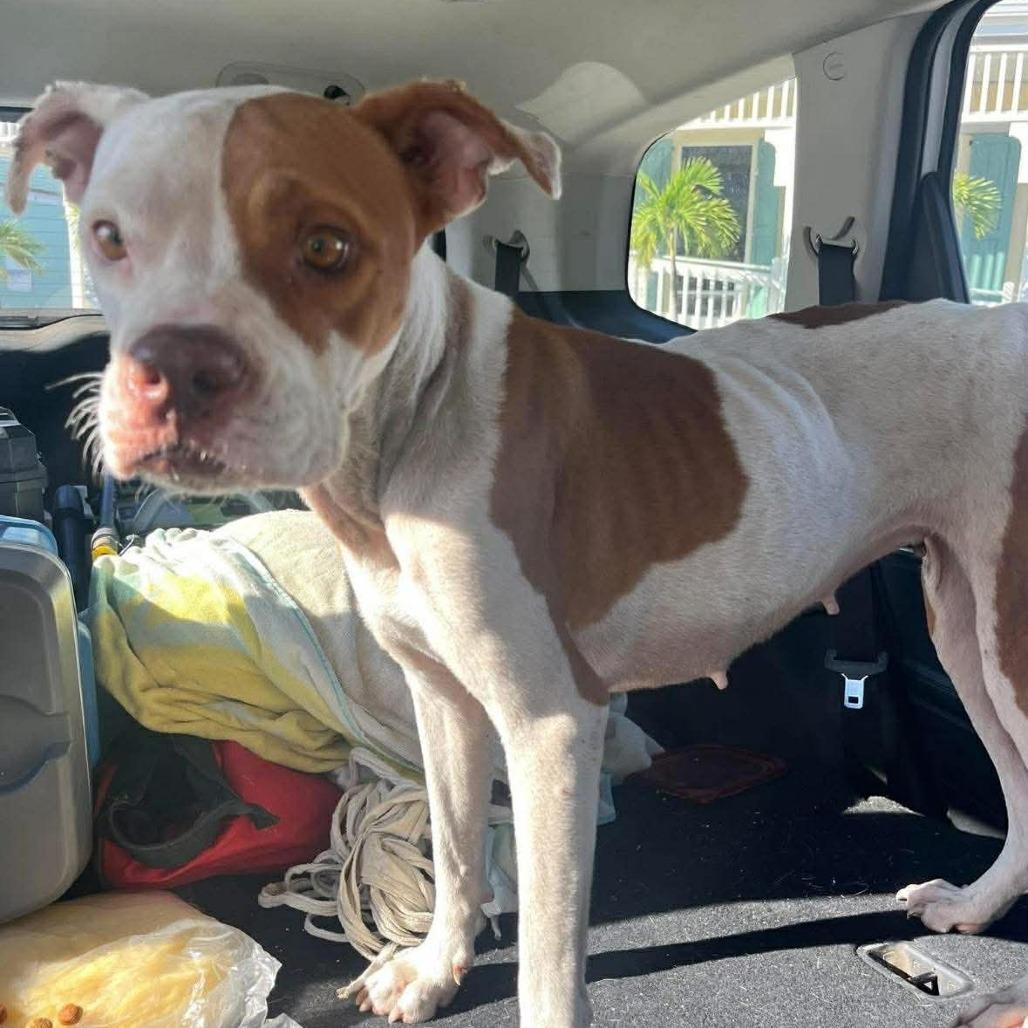 Enlarge Kilo, a Adoptable Mixed Breed in Frederiksted, VI image 1/1