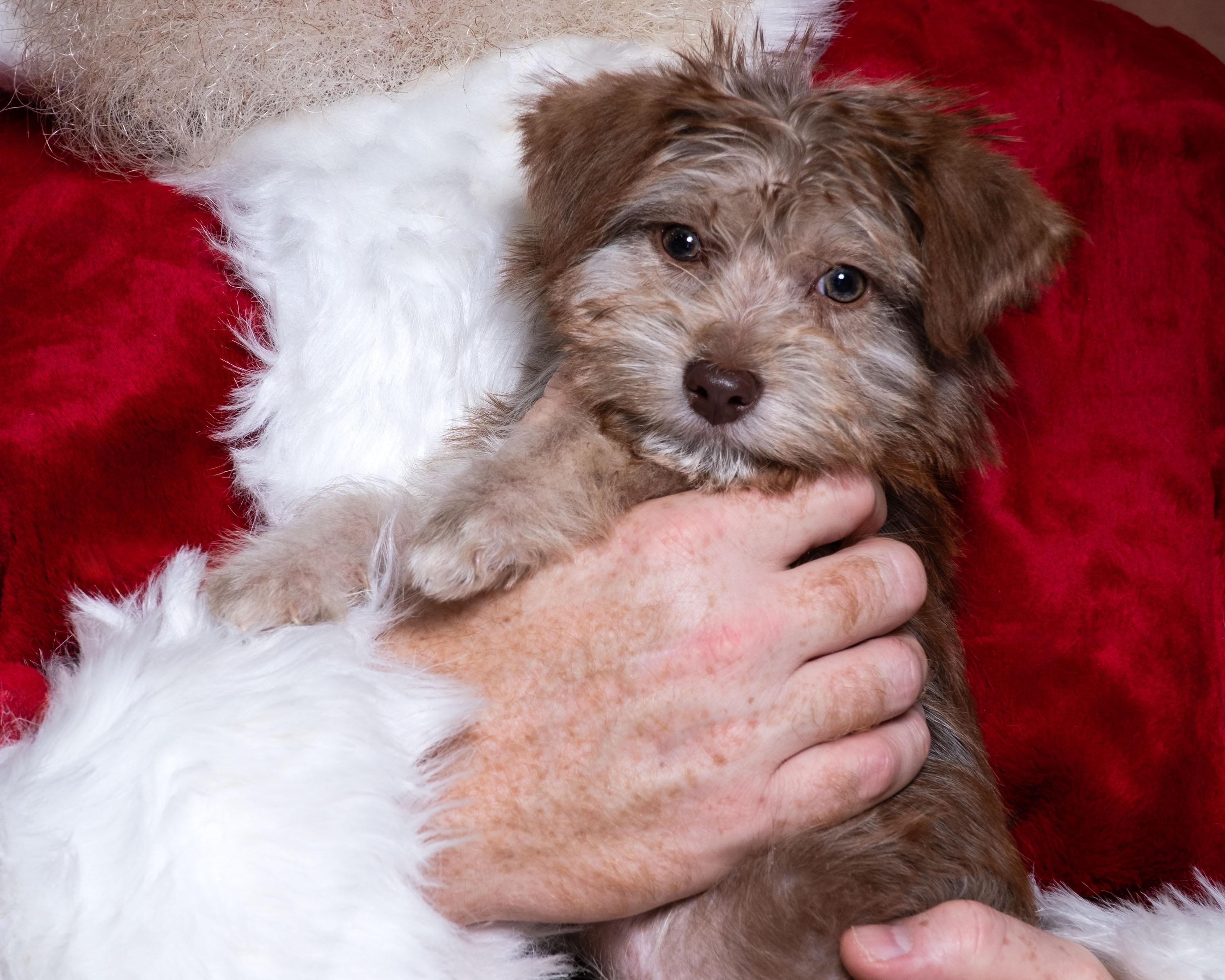 Kip, a ADOPTABLE mixed breed in Aiken, SC image 1/2