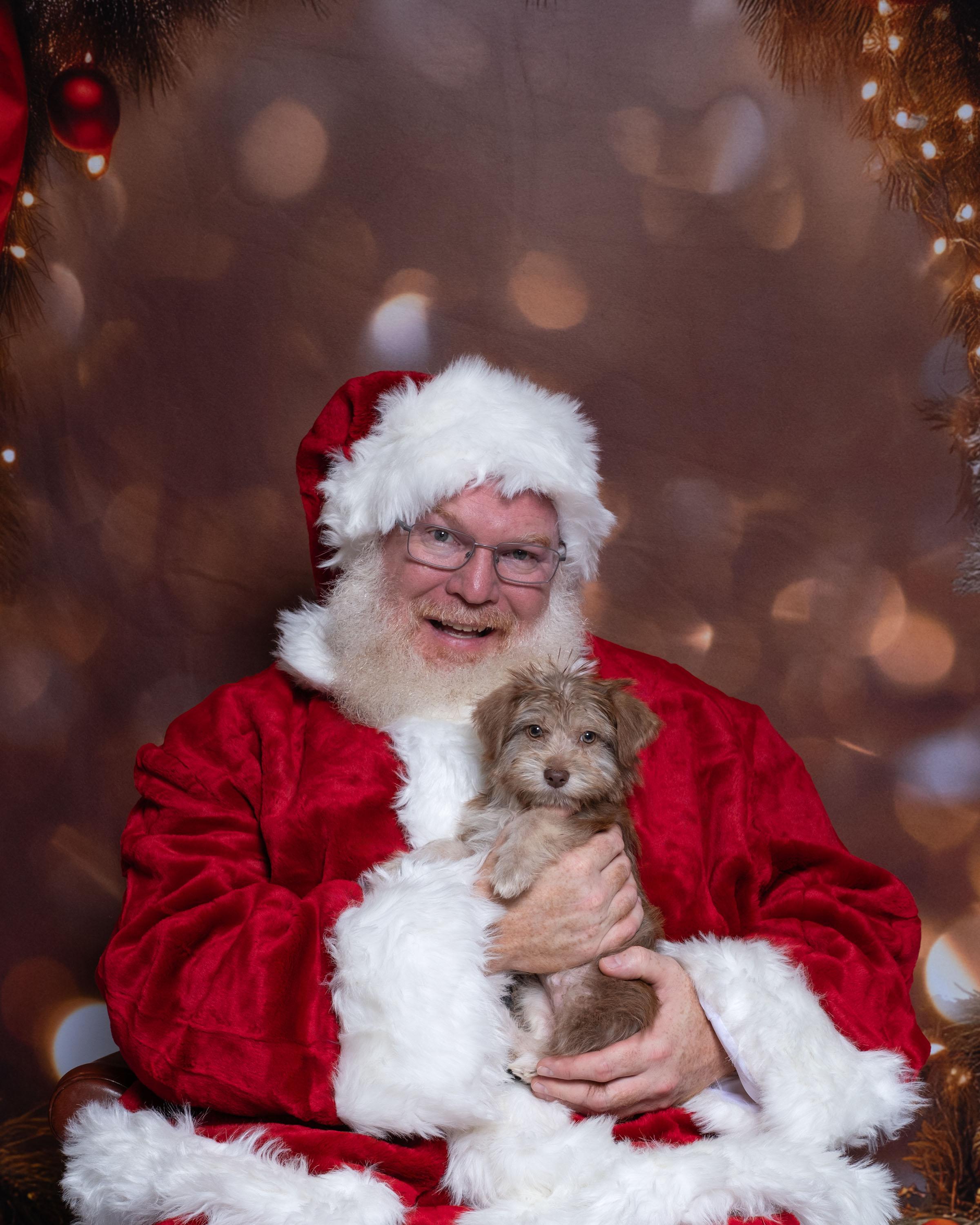 Kip, a ADOPTABLE mixed breed in Aiken, SC image 2/2