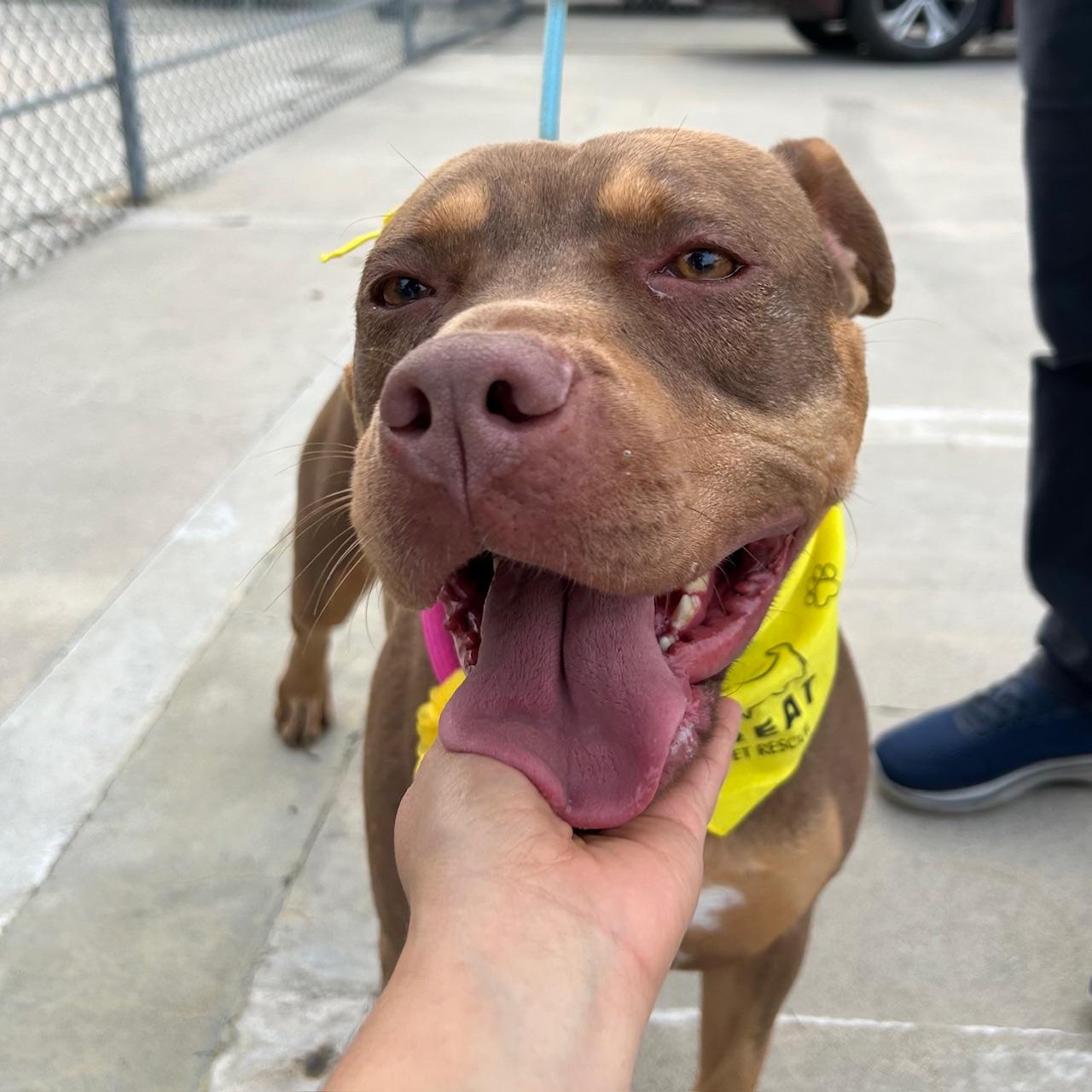 Enlarge Daisy, a ADOPTABLE mixed breed in Huntington Beach, CA image 2/6