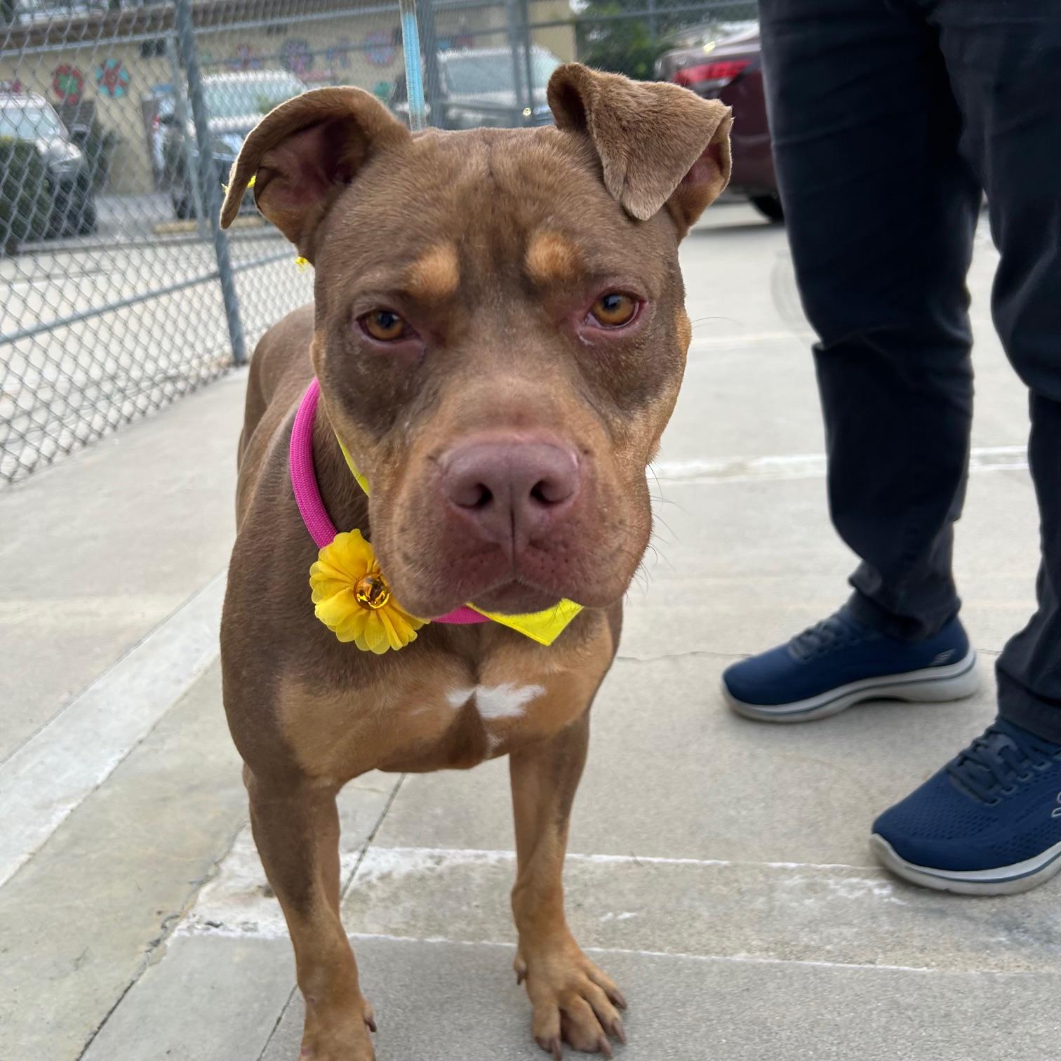 Enlarge Daisy, a ADOPTABLE mixed breed in Huntington Beach, CA image 6/6