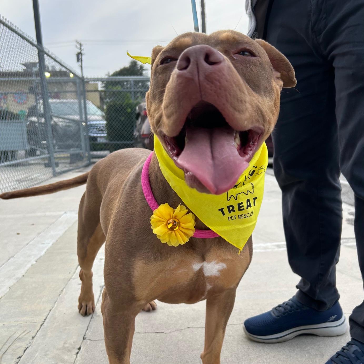 Enlarge Daisy, a ADOPTABLE mixed breed in Huntington Beach, CA image 4/6