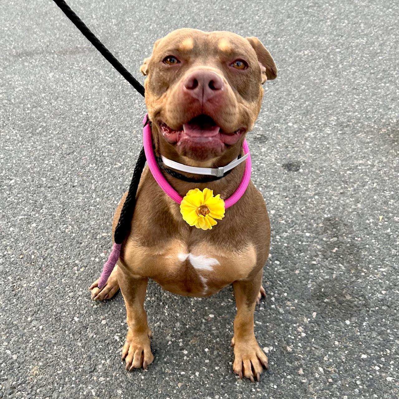 Enlarge Daisy, a ADOPTABLE mixed breed in Huntington Beach, CA image 1/6