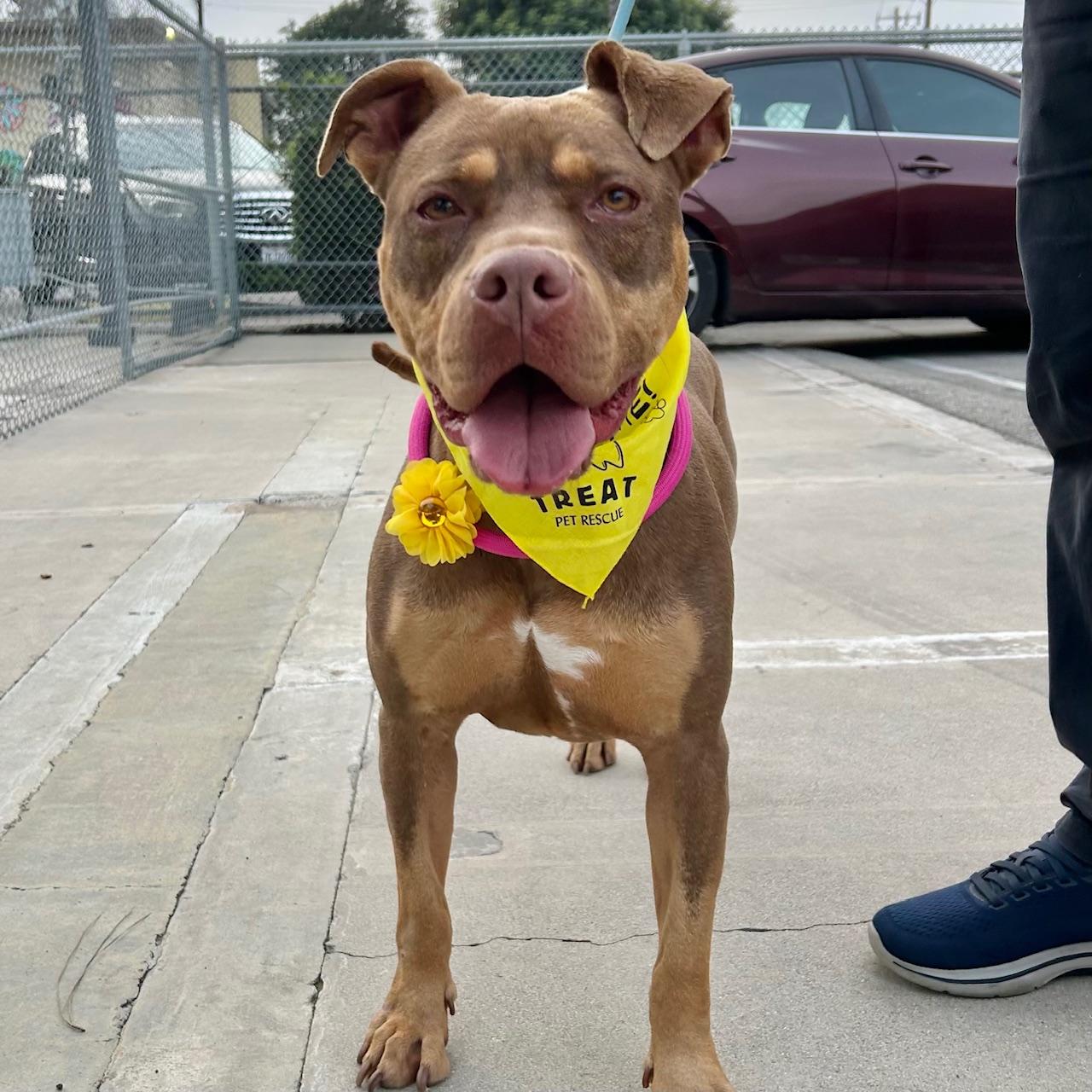 Enlarge Daisy, a ADOPTABLE mixed breed in Huntington Beach, CA image 5/6