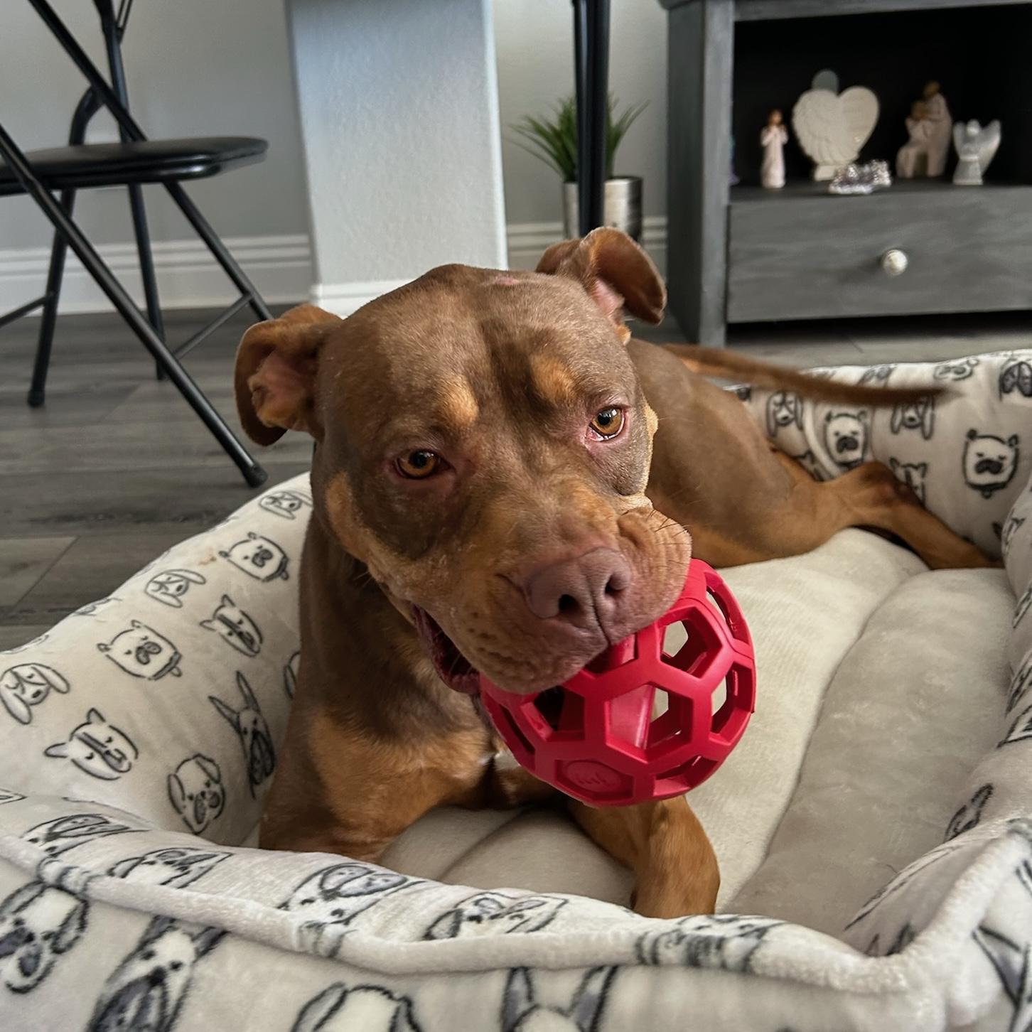 Enlarge Daisy, a ADOPTABLE mixed breed in Huntington Beach, CA image 1/6