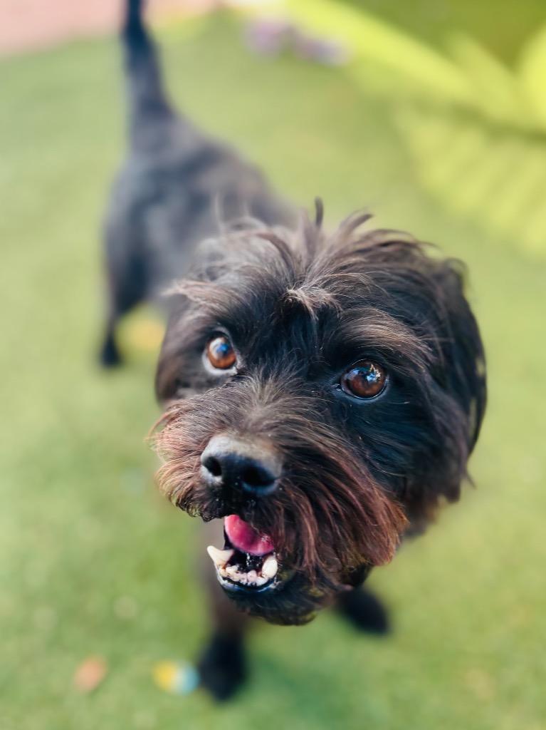 Andrew, a Adopted Havanese in Fort Lauderdale, FL image 1/3