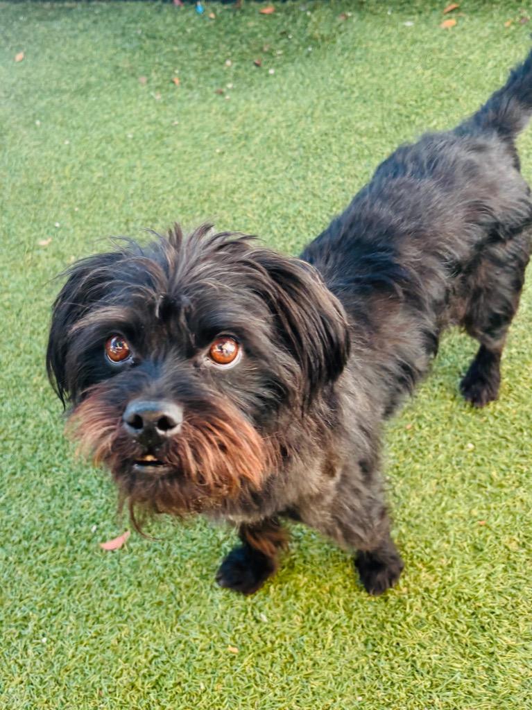 Andrew, a Adopted Havanese in Fort Lauderdale, FL image 3/3