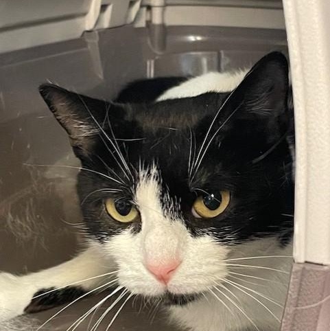 Enlarge Aurora, a Adoptable Domestic Short Hair in Attleboro, MA image 1/2