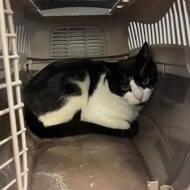 Enlarge Aurora, a Adoptable Domestic Short Hair in Attleboro, MA image 2/2