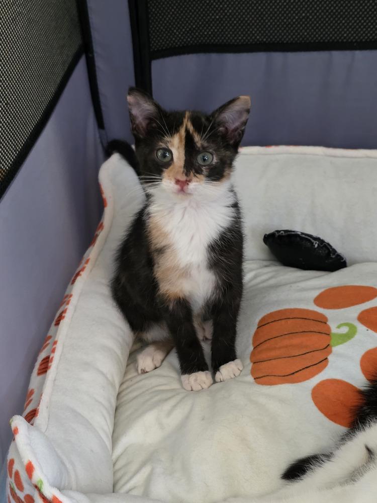 Sesame, Adoptable, Kitten Female Domestic Short Hair.