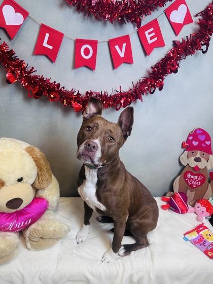 Enlarge Penney, a Adoptable mixed breed in Cedar Hill, TX image 1/2