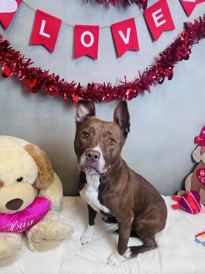 Enlarge Penney, a Adoptable mixed breed in Cedar Hill, TX image 2/2