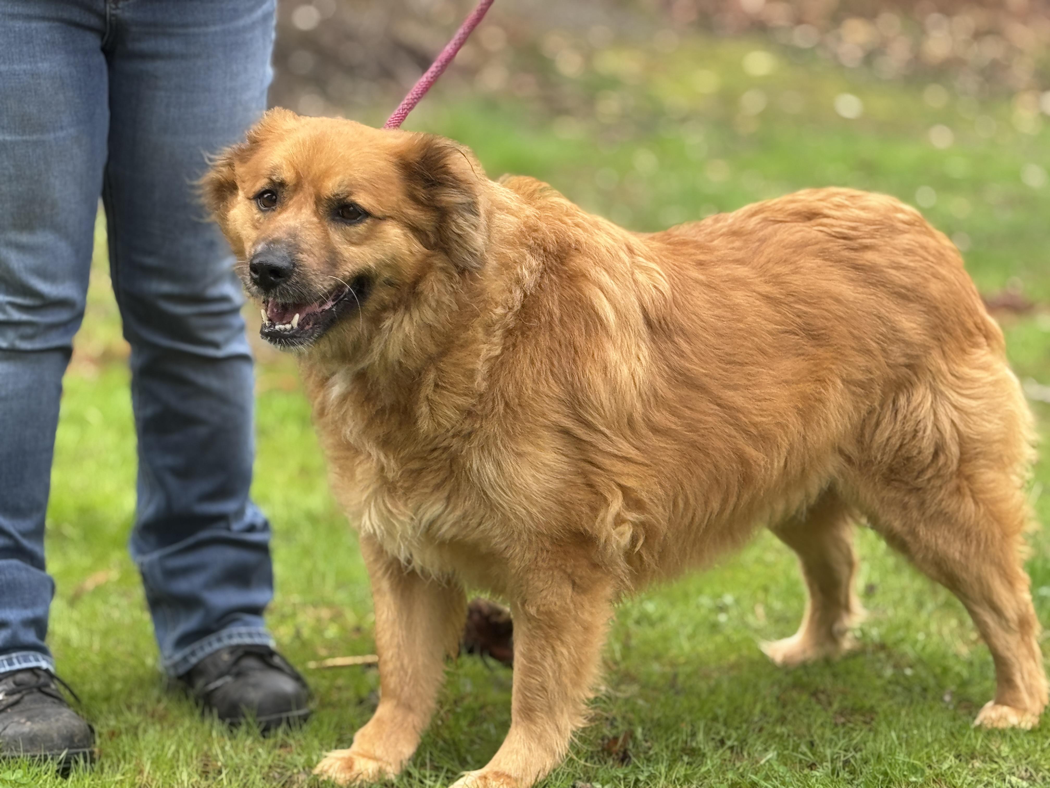 Enlarge Cleo, a ADOPTABLE mixed breed in Richmond, VA image 2/6
