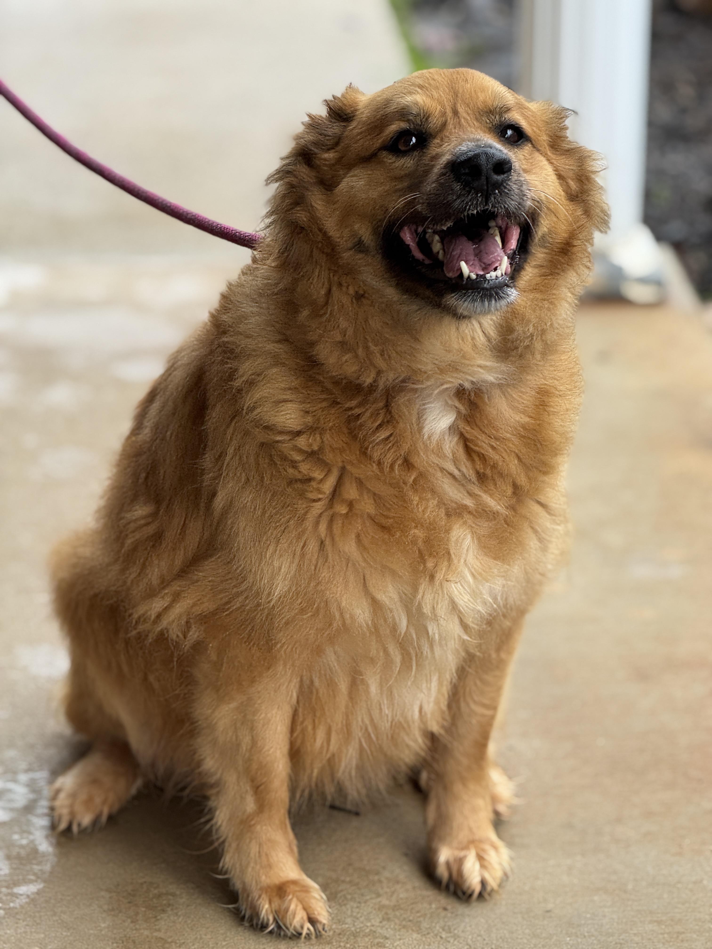 Enlarge Cleo, a ADOPTABLE mixed breed in Richmond, VA image 6/6