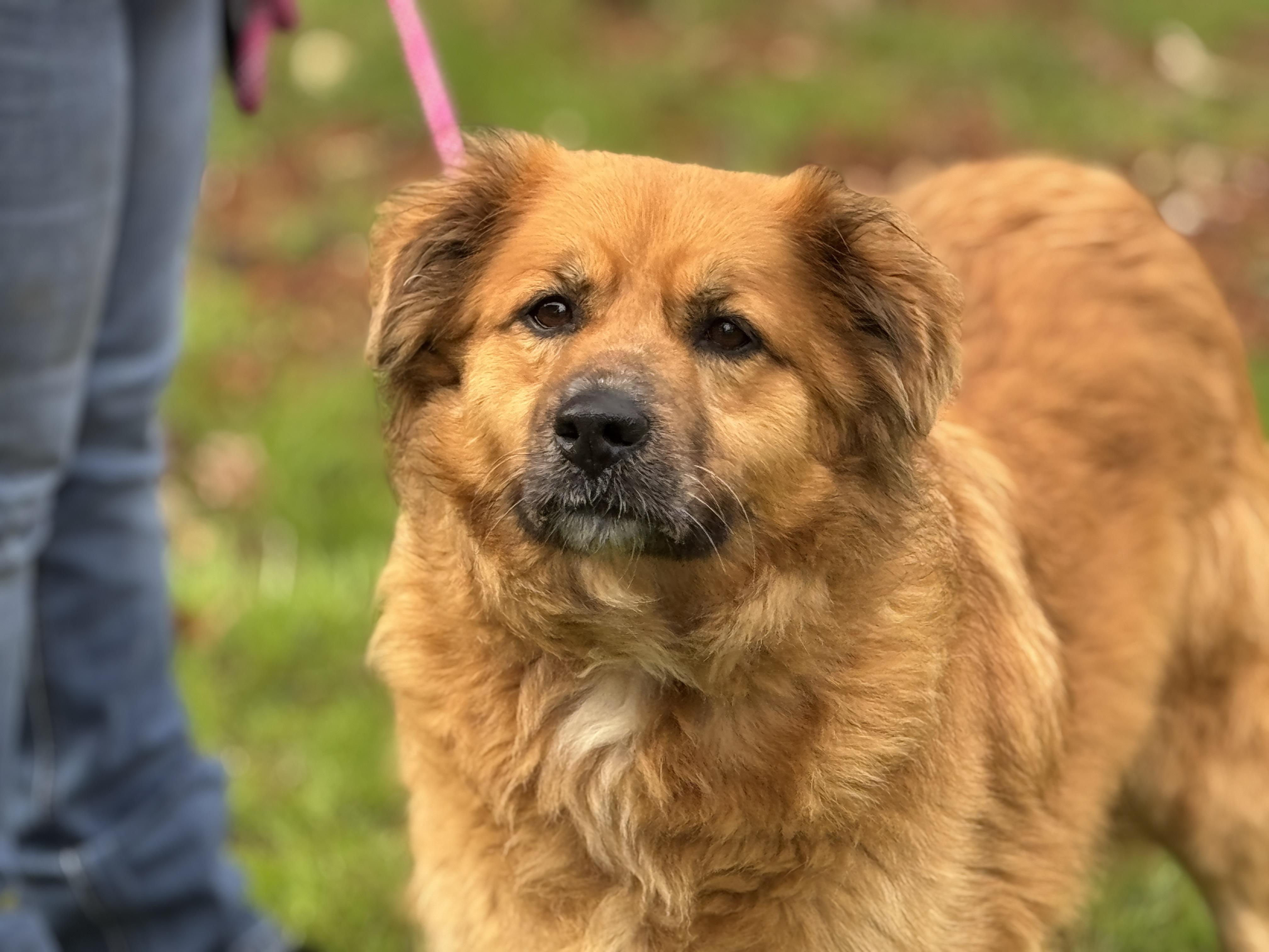 Enlarge Cleo, a ADOPTABLE mixed breed in Richmond, VA image 4/6