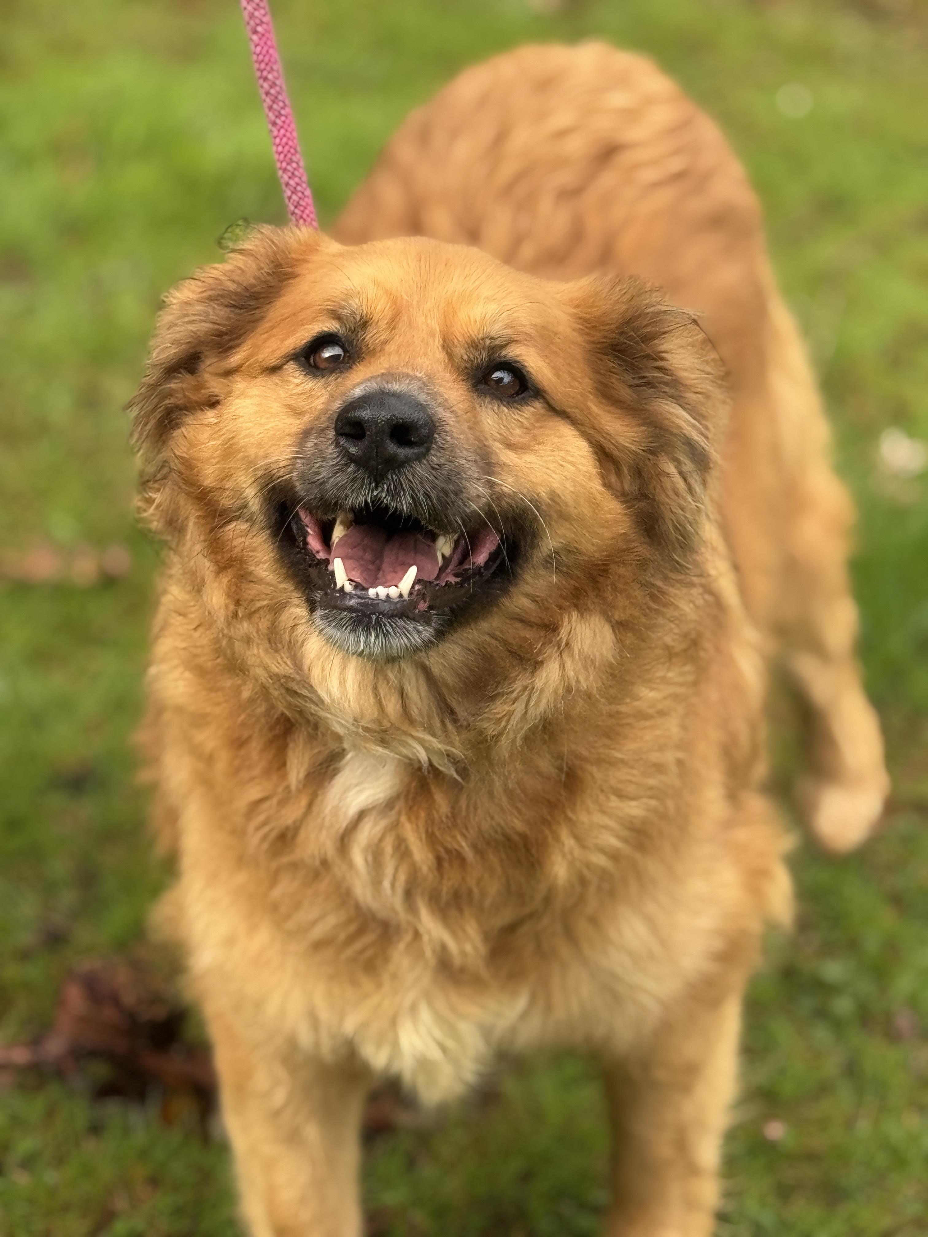 Cleo, ADOPTABLE, Adult Female Spaniel.